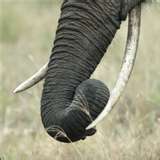 La trompe de l'elephant