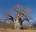 Baobab