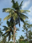 Tapper harvesting palm wine