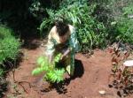 Maathai planting a tree Maathai planting a tree