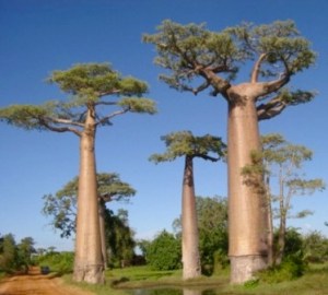 Baobab forest in Madagascar