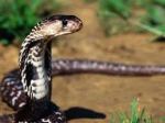 Serpent (Cobra)