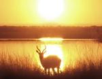 An antelope at dusk