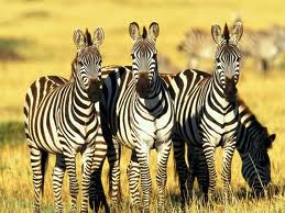 Zebras