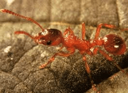 Red ant