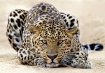 Leopard_6