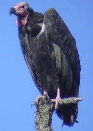 Vulture1