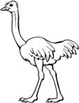 Une autruche / an ostrich