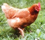 La poule / The hen