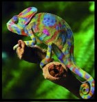 Un cameleon