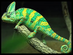 cameleon2
