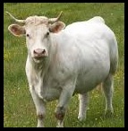 White ox