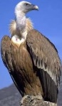 Vulture / Vautour
