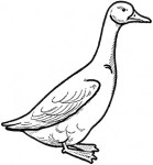Goose