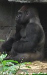Gorille / Gorilla
