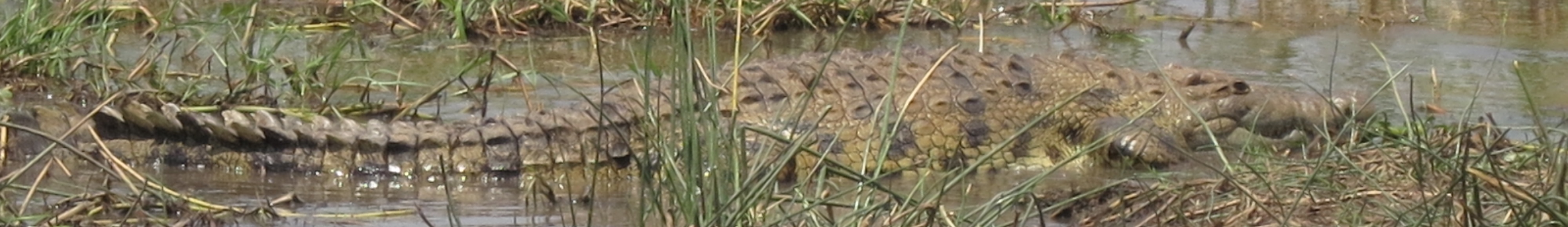 crocodile