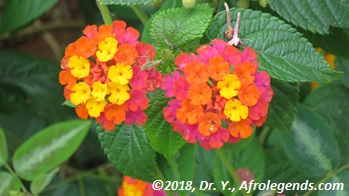 Lantana