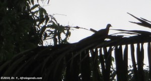Turtledove Cameroon