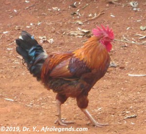 Coq1