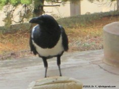 Nike Crow_1