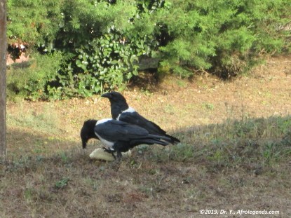 Nike Crow_Cameroon_2