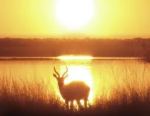 An antelope at dusk