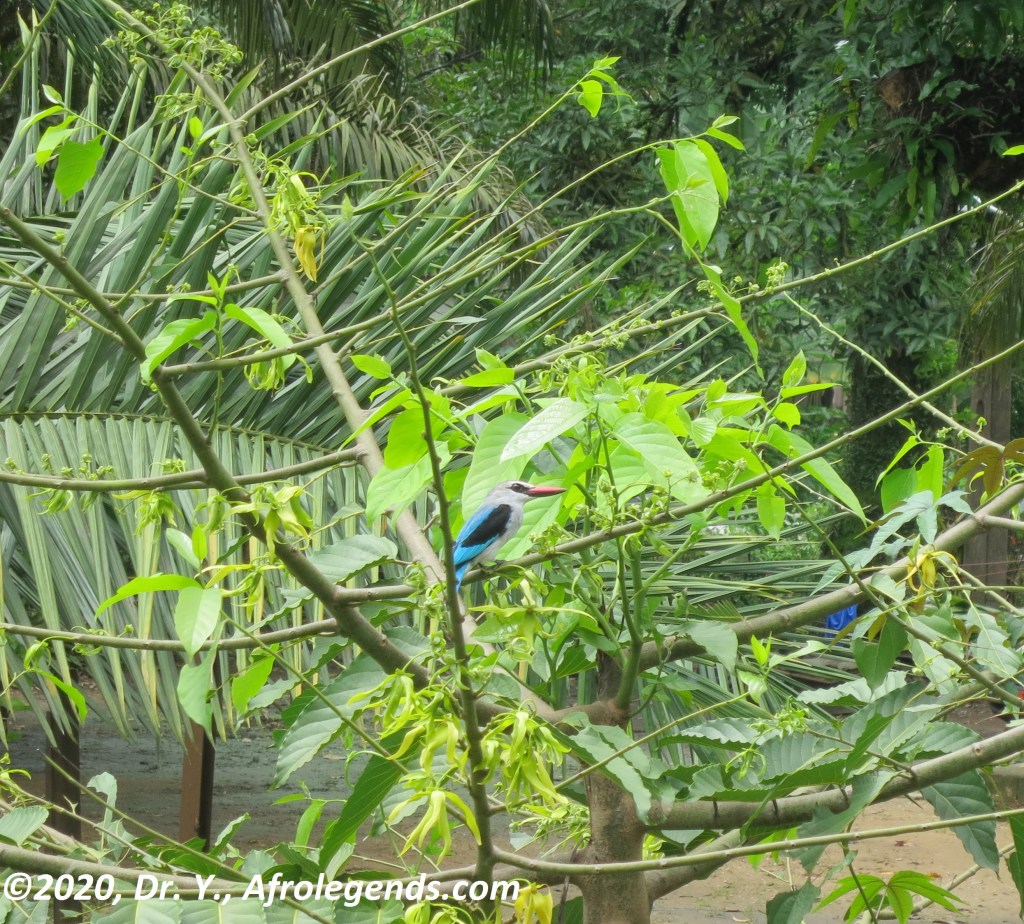 Bird_African Kingfisher