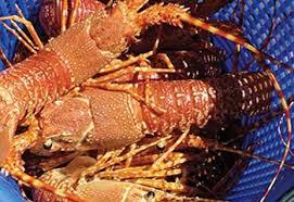 Lobster_SA