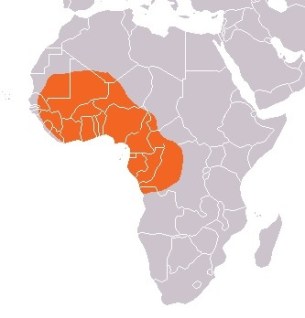 Manatee_Map in Africa