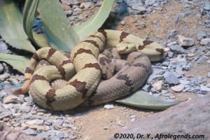 Snake - IMG_3467_1