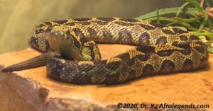 Snake - IMG_3466_1
