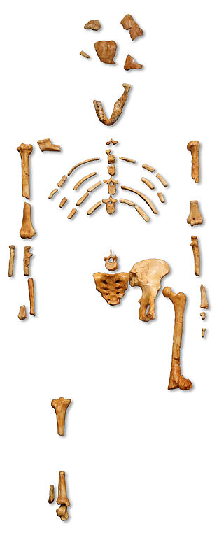Reconstruction_of_the_fossil_skeleton_of__Lucy__the_Australopithecus_afarensis