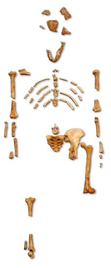 Reconstruction_of_the_fossil_skeleton_of__Lucy__the_Australopithecus_afarensis